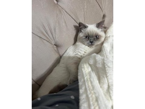 Aşıları tam british shorthair