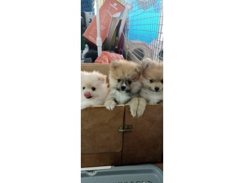 Pomeranian köpeği yavrularımız