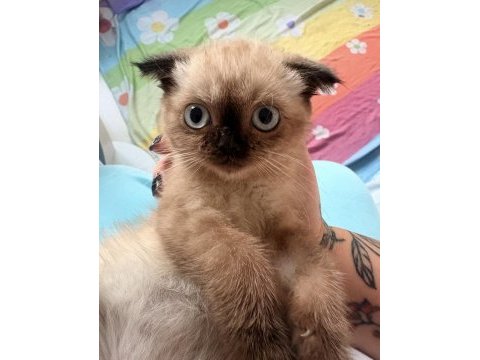 Scottish fold çikolata point dişi mamaya sahiplendirilecek