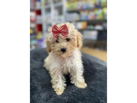 Mini -teacup poodle