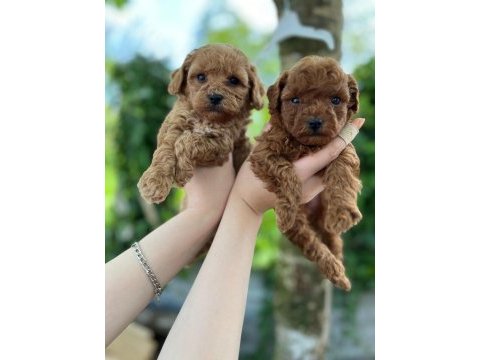 Bebek gibi toy poodle isteyen
