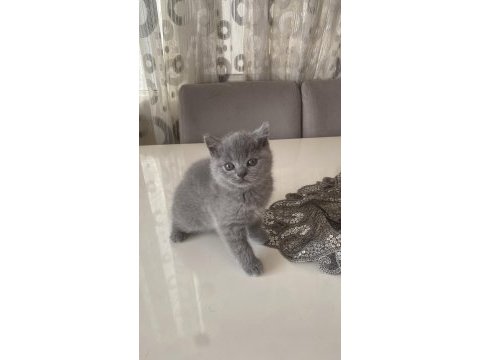 1.5 aylık british shorthair