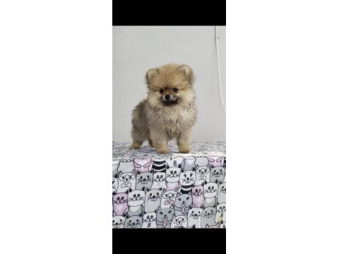 Küçük pomeranian ayıcıklar