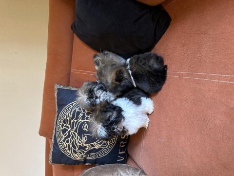 Safkan ırk garantili shih tzu yavrular