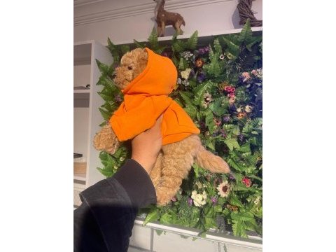 Efsane poodle yavrularımız hazır