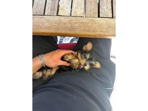 Teacup yorkshire bebek köpekler