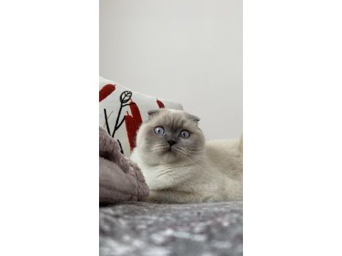 Erkek british shorthair sahiplendirilecektir