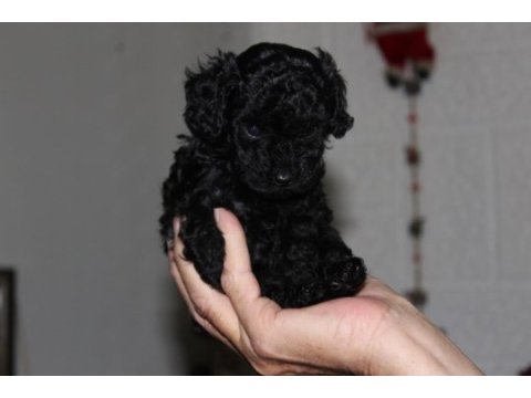 Safkan anne altından toy poodle bebekler