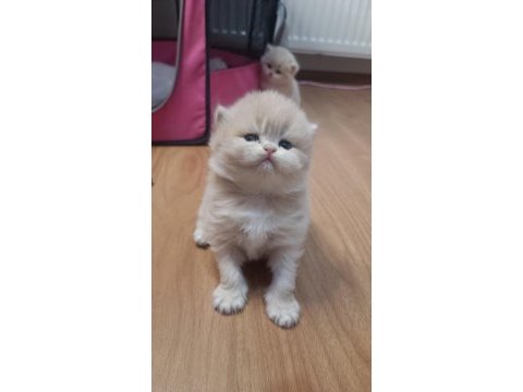 Safkan british çikolata golden