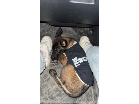 A kalite belçika malinois yavrusu 3 aylığa yakın