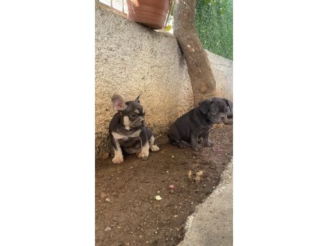 A kalite french bulldog