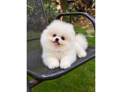 Irk ve sağlık garantili pomeranian boo bebekler