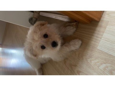 3 aylık köpeğimiz