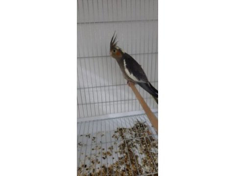 Yeni yeme düşmüş sultan papağanları