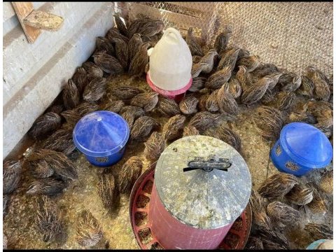 35 günlük bıldırcın kıbrıs japon cinsi