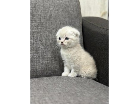 Scottish fold blue point ver british silver point bebekler