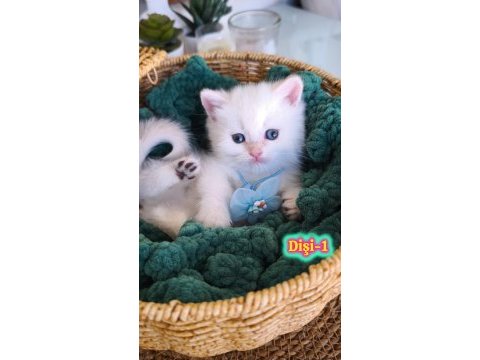 Safkan british longhair ve shorthair show kalite yavrular