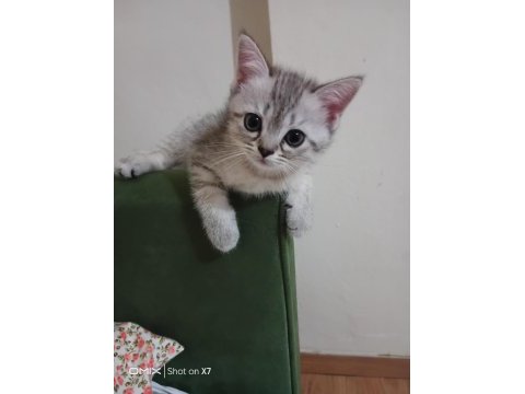 British shorthair 2 aylık antalya