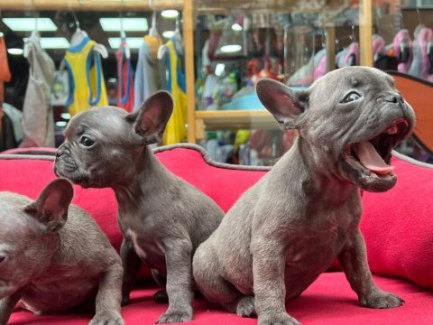 A kalite french bulldog yavrular 3 adet erkek
