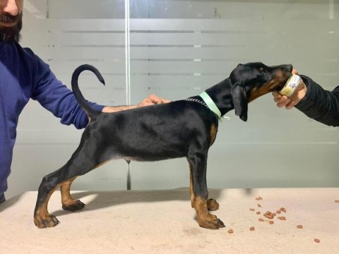 A kalite garantili doberman bebekler