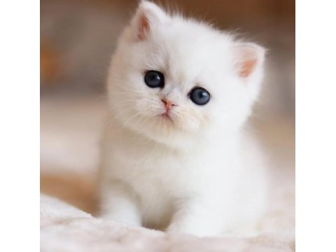 Masmavi gözlü ns1133 british shorthair