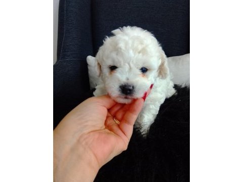 Bichon frise yavruları