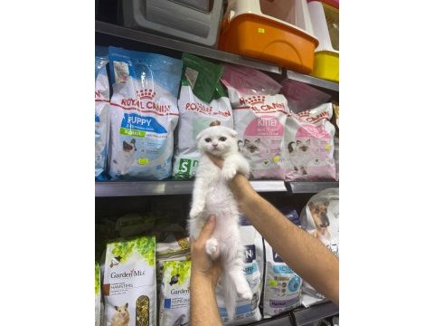 Dişi ve erkek süt beyaz scottish fold bebekler
