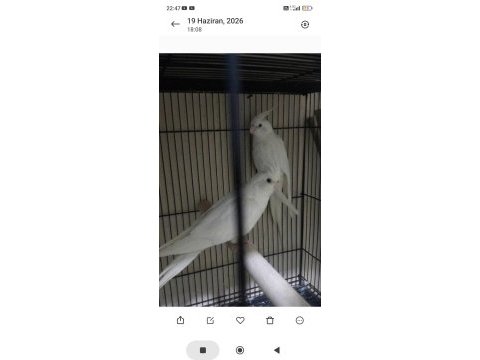 Yavru görmüş albino sultan papağanı takımlar