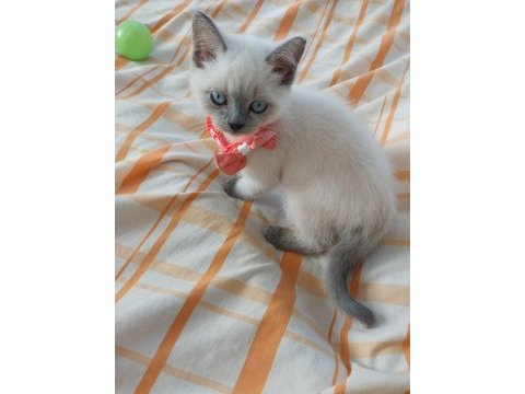 British shorthair 50 günlük bebekler