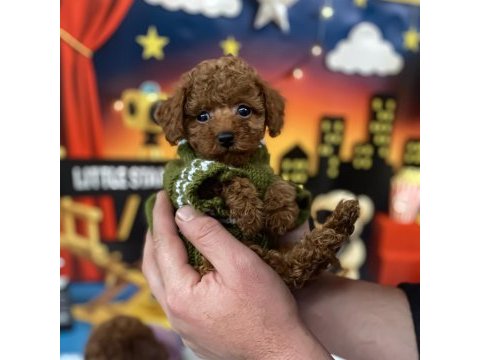 Toy poodle yavruları