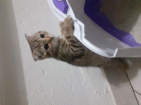 Ücretsiz scottish fold kediler
