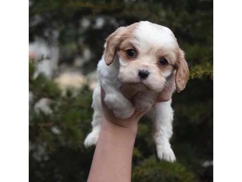 Kaliteli cavalier king charles spaniel yavruları
