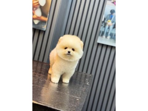 Yavru pomeranian boolarımız