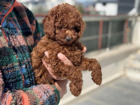 Petmode köpek çiftliğinde ziyarete açık toy poodle