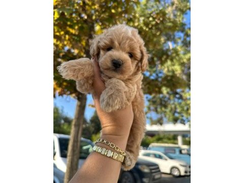 Maltipoo yavrum 55 günlük köpekler
