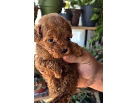 Kucuk poodle yakisıklılar