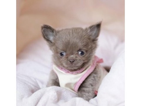 Mini elma kafa küt burun chihuahua bebekler