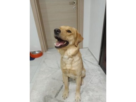 Henüz 1 yaşında labrador yeni sahibini bekliyor