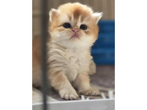 British longhair yavru kedilerimiz