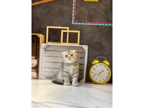 Scottish fold sevimli yavrularım 