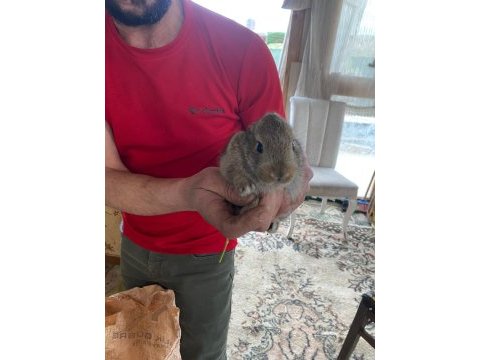 Ziraat tavşanları yavru ister toplu veya tekli verilir