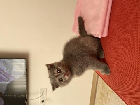 Scottish fold yavru