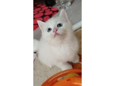 British shorthair magnum prensibi kim ister