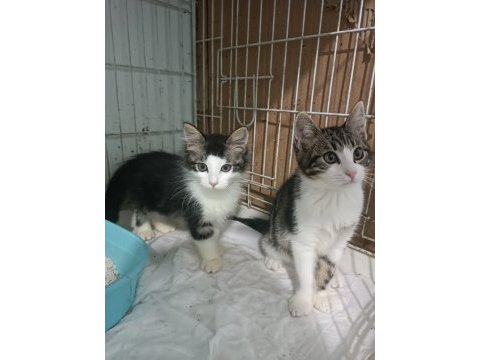3 aylık erkek kardeşler