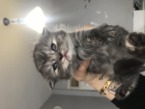 Scottish fold kediler