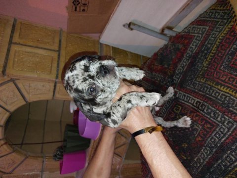 2 aylık fransız bulldog yavruları 7 tane 3 dişi 4 erkek