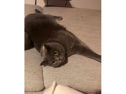 British shorthair kısır ev kedisi