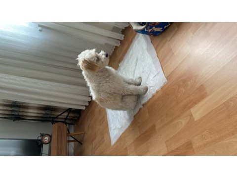 Pasaportlu aşıları eksiksiz köpeğimiz