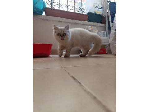 Shorthair ıran persian (pug ile takas var)