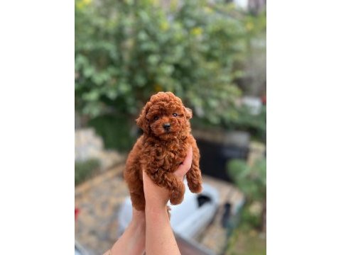 Red brown toy poodle erkek bebeklerimiz